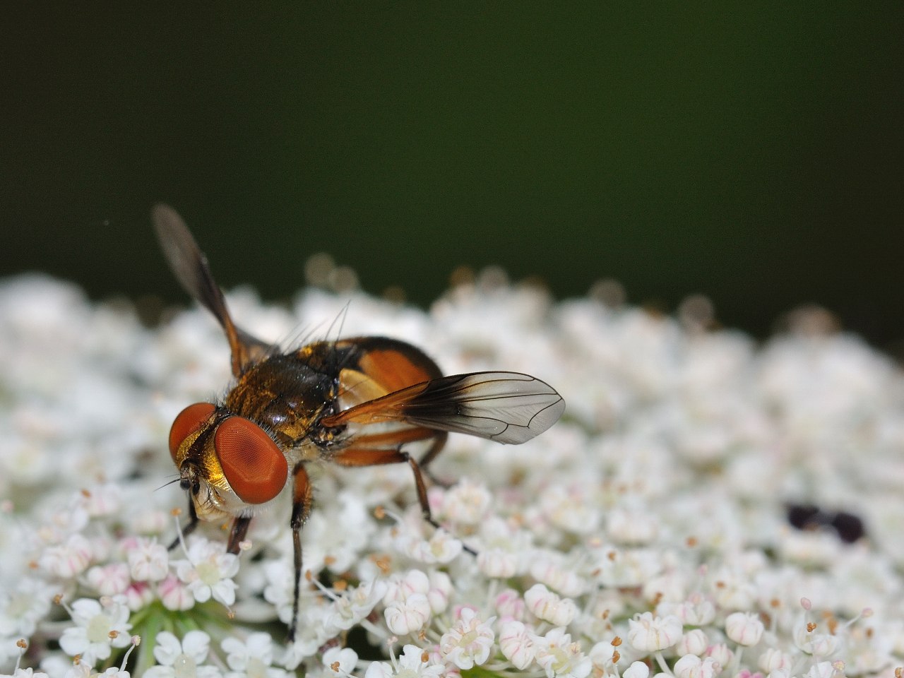 Femmina di Ectophasia sp.